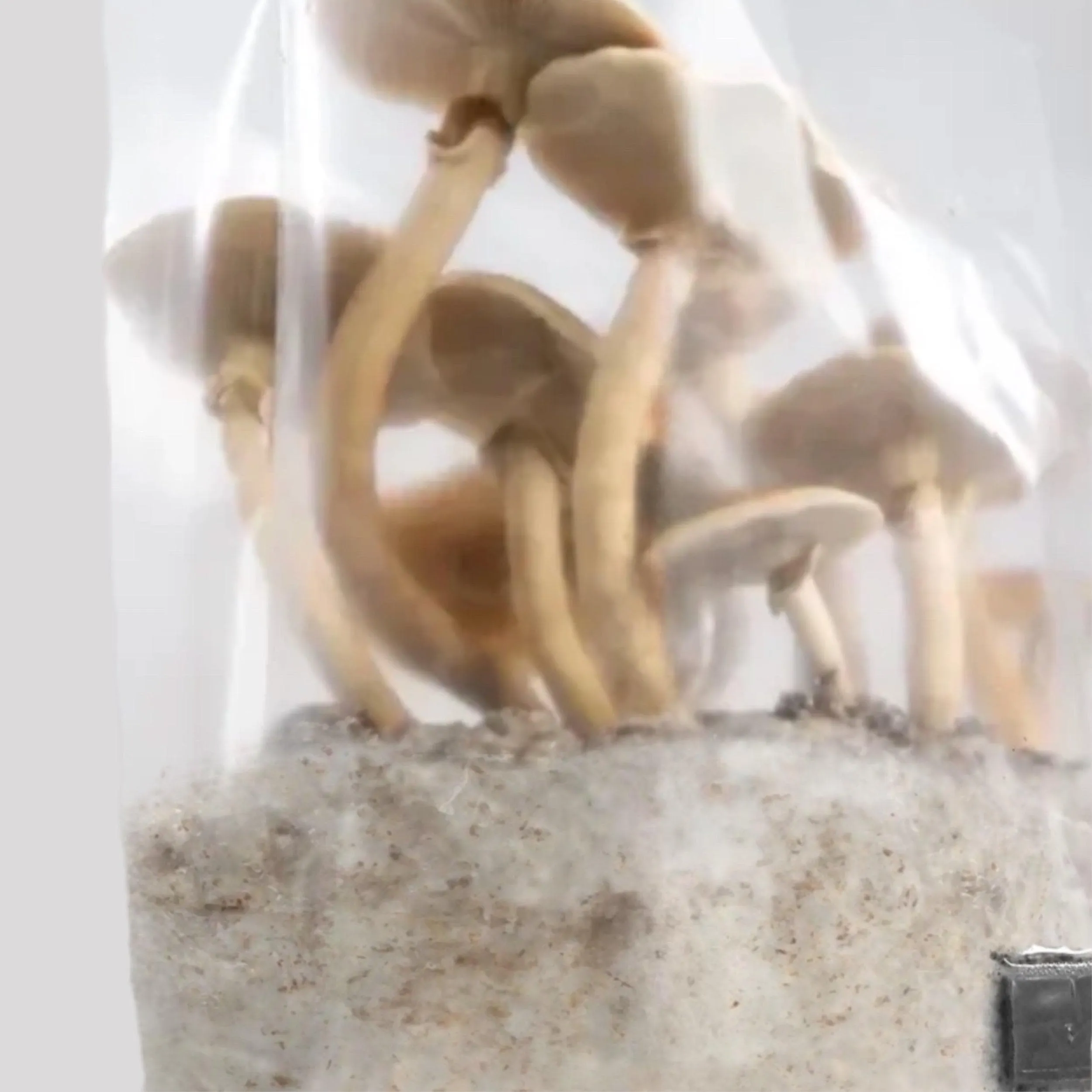 4-pack 'ShroomTek'   Spore Boostr All-in-One Mushroom Grow Bag