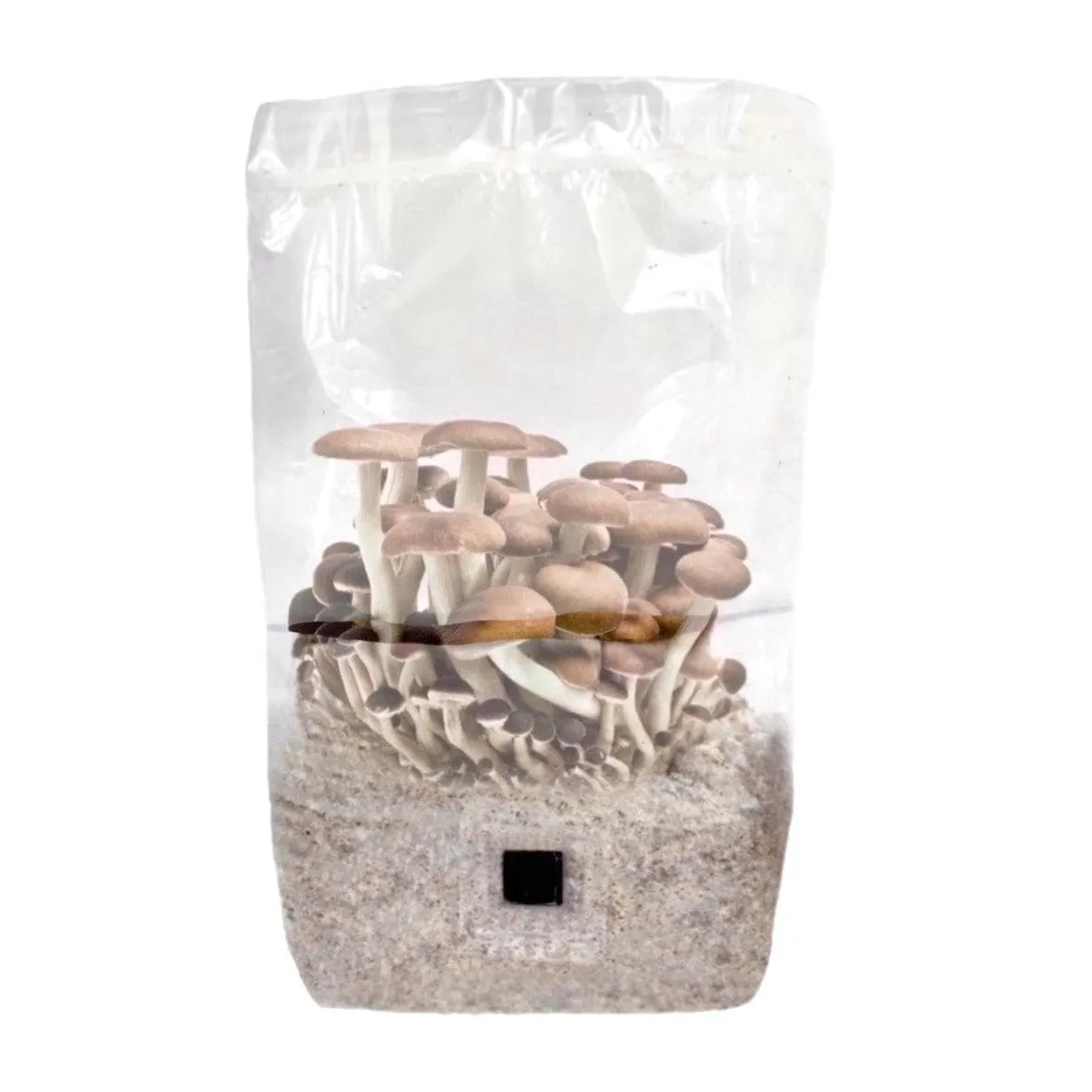 4-pack 'ShroomTek'   Spore Boostr All-in-One Mushroom Grow Bag