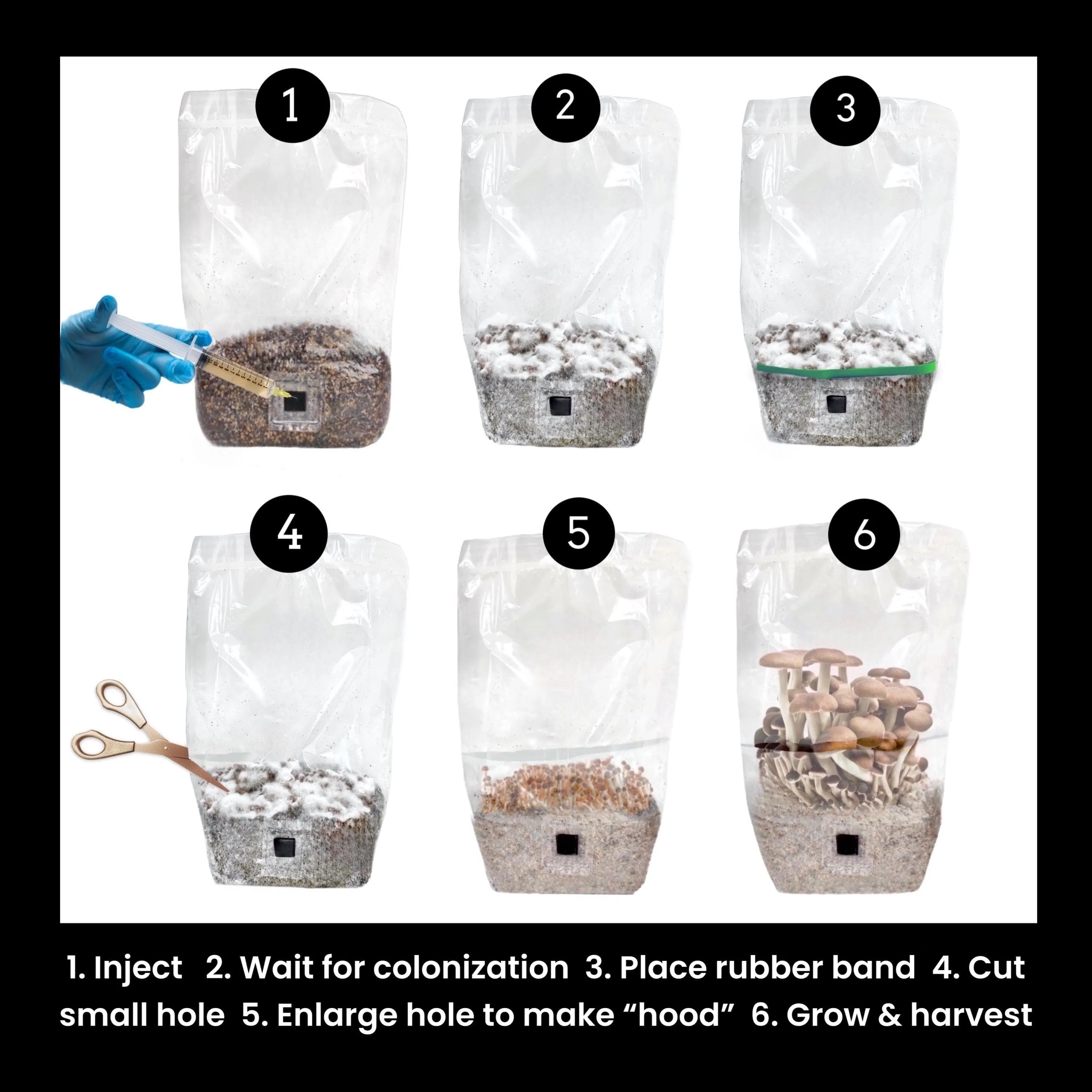 4-pack 'ShroomTek'   Spore Boostr All-in-One Mushroom Grow Bag