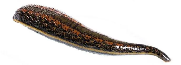 Cosmetic Leeches