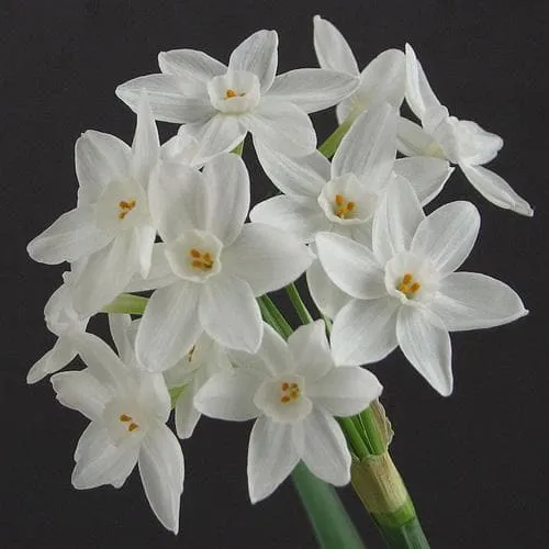 Daffodil Paper White 'Ziva'