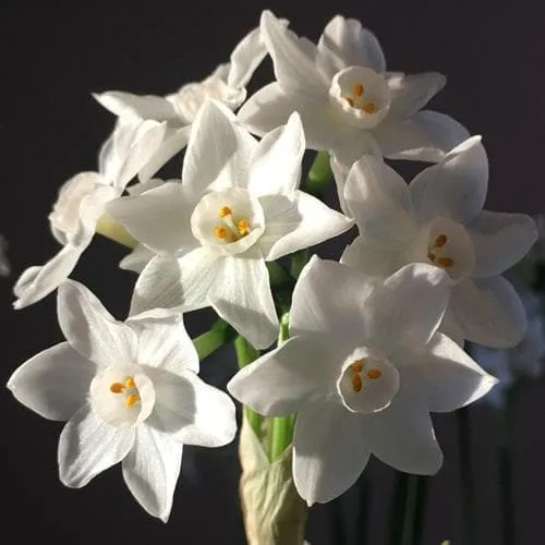 Daffodil Paper White 'Ziva'