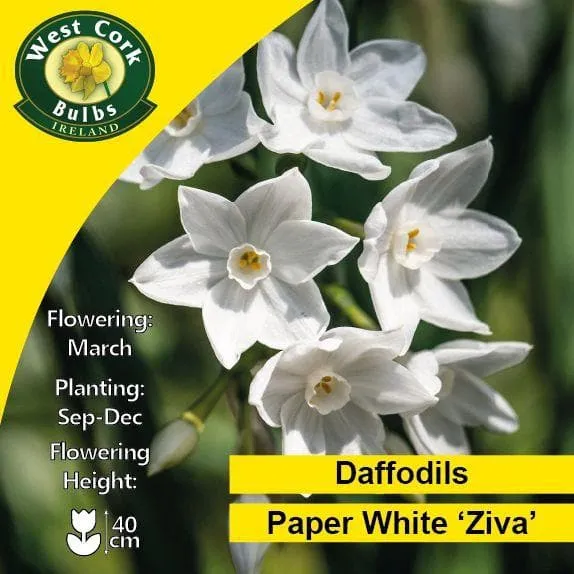 Daffodil Paper White 'Ziva'