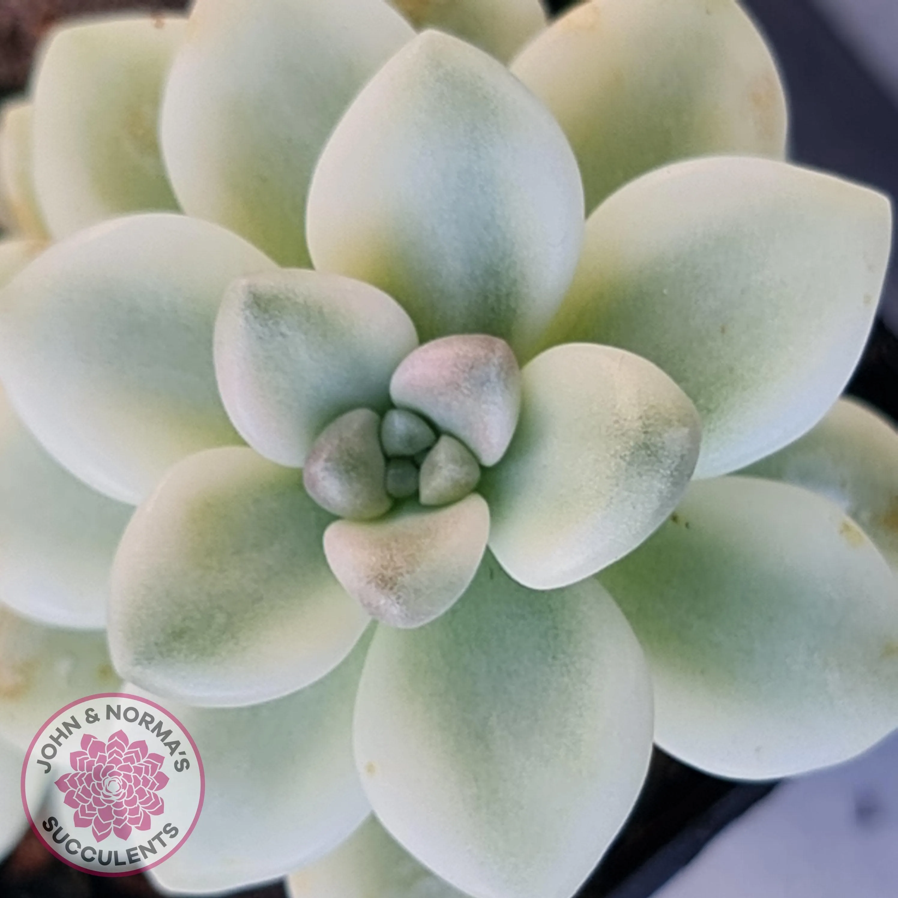 Graptopetalum Mendozae Variegata Cuttings