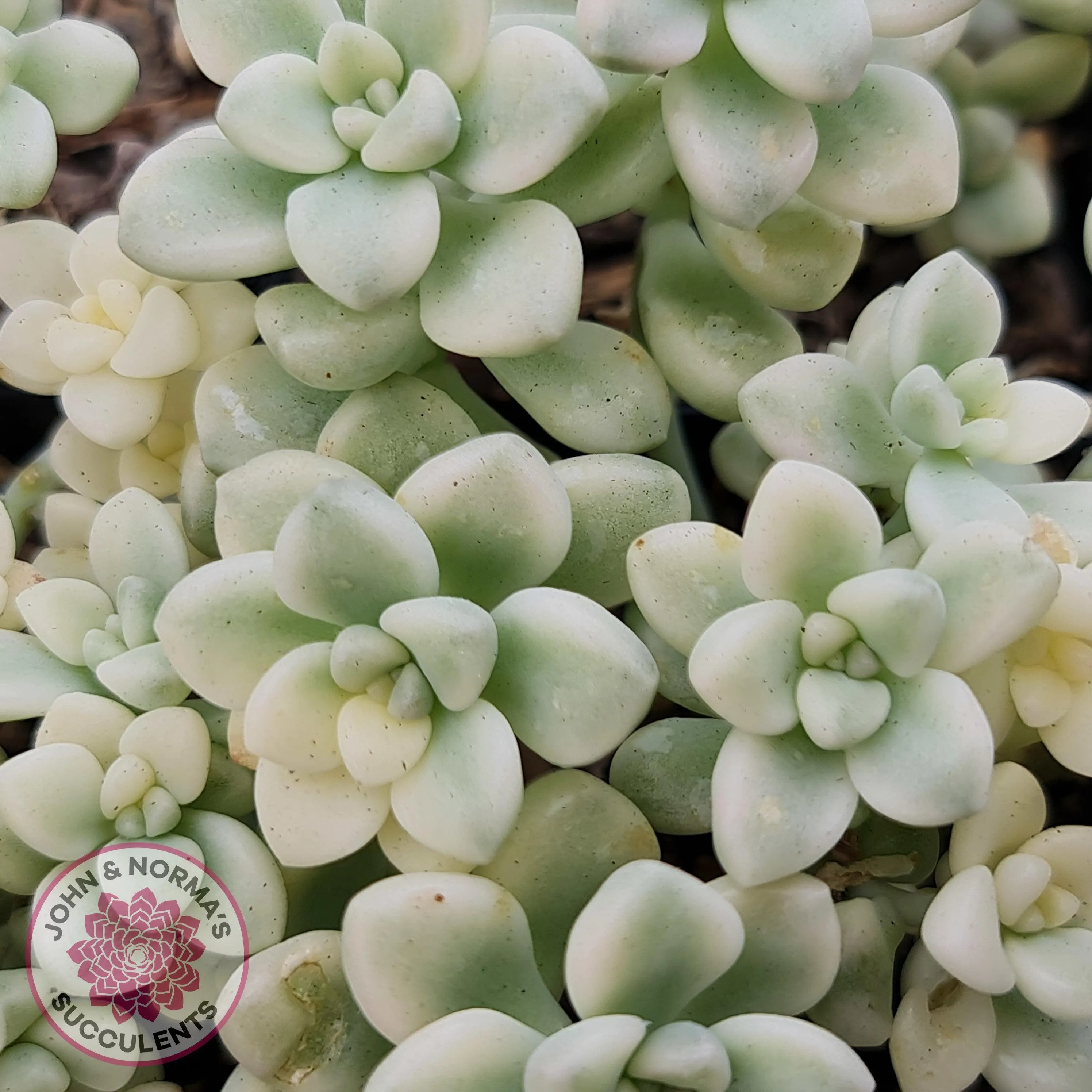 Graptopetalum Mendozae Variegata Cuttings