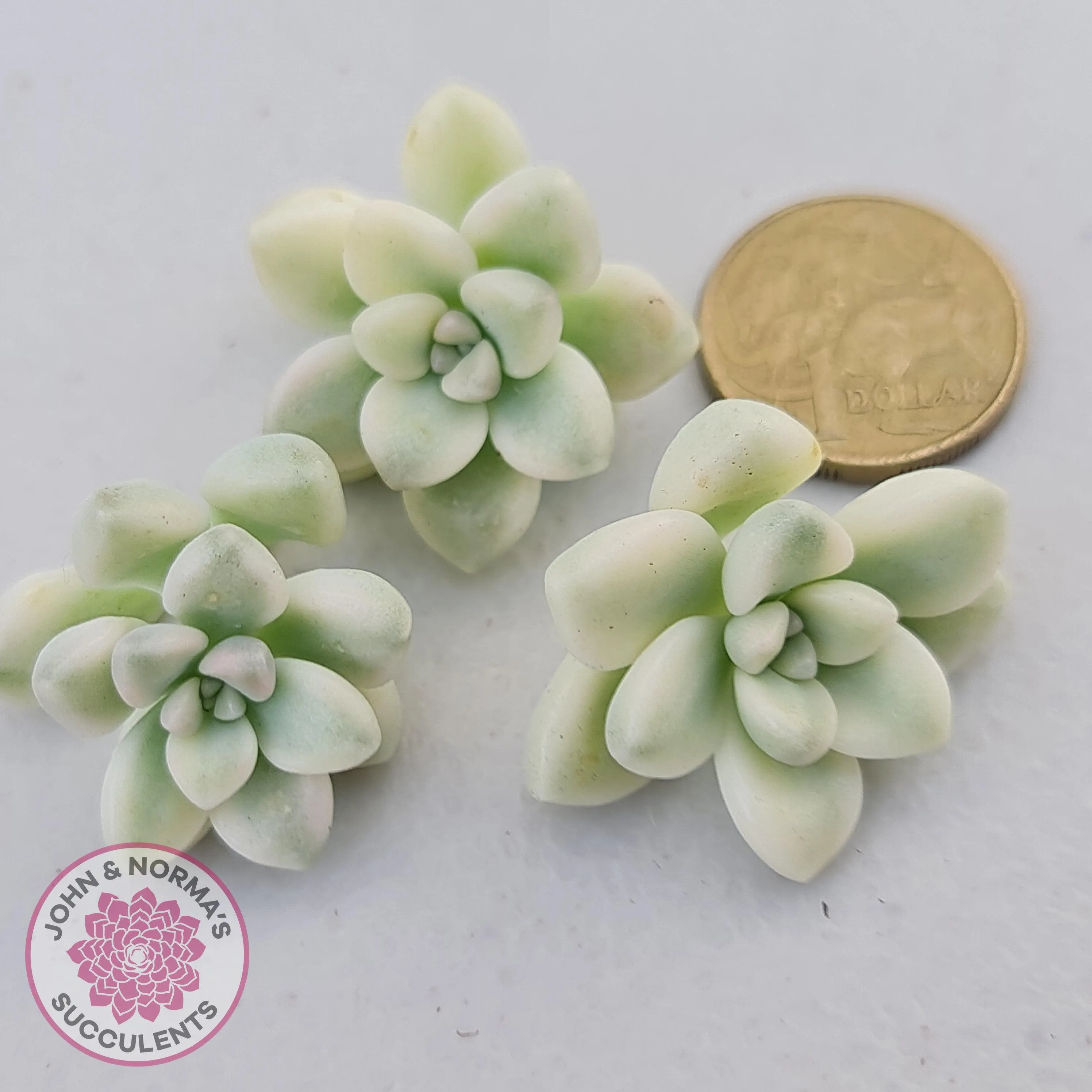 Graptopetalum Mendozae Variegata Cuttings